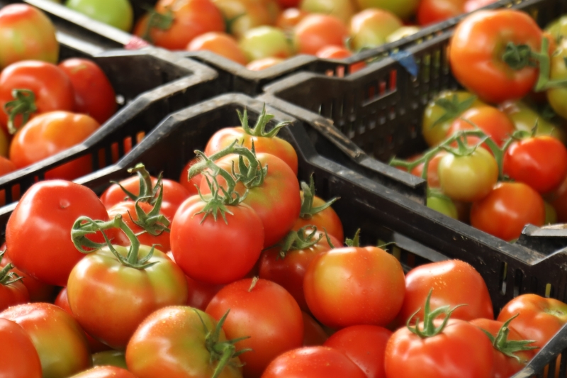 OEM Tomatoes Seasoning