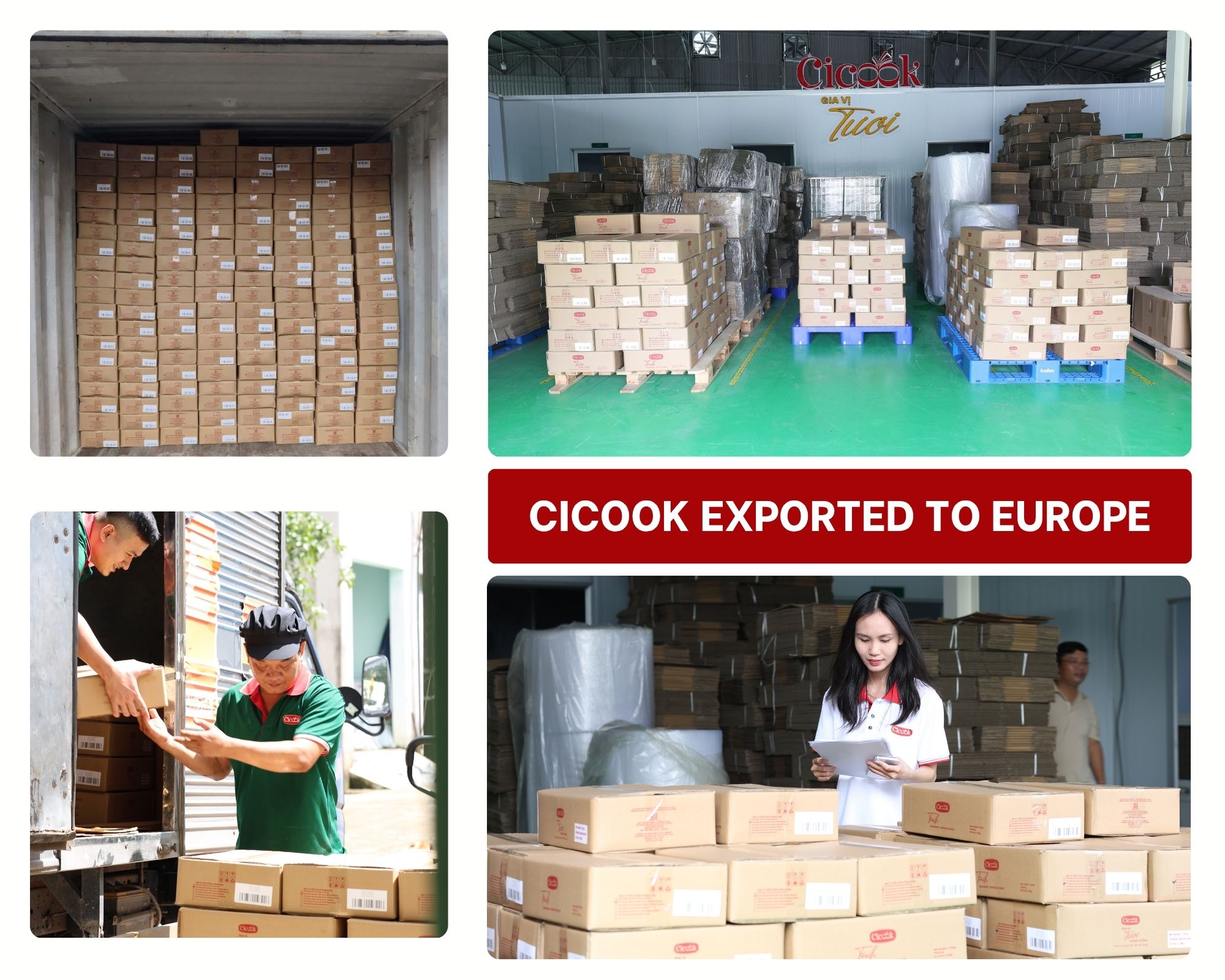cicook exported to europe