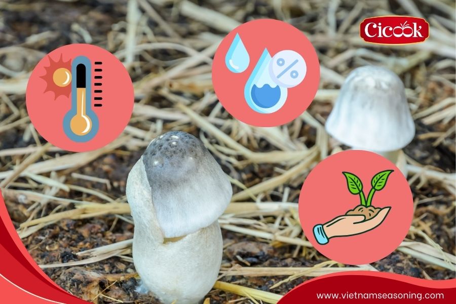 Ideal growing conditions for the straw mushroom habitat