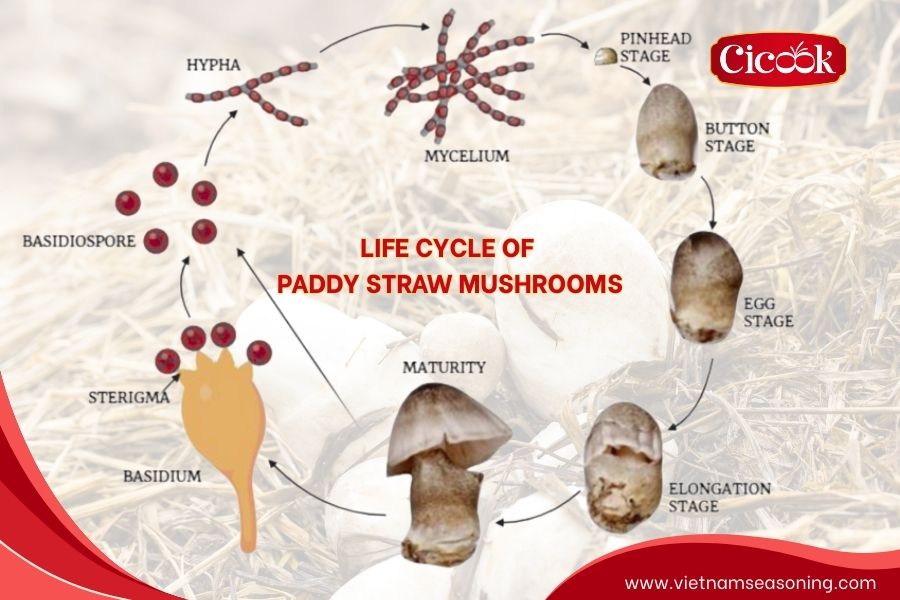 Life cycle of paddy straw mushroom