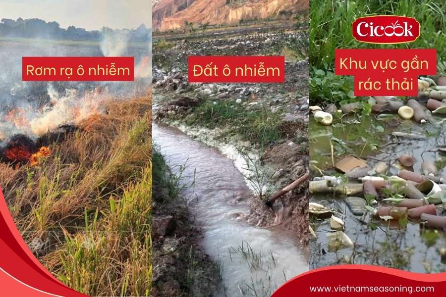 Nấm rơm sống ở đâu dễ mang độc tố