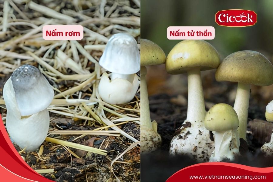 Nấm rơm và nấm tử thần