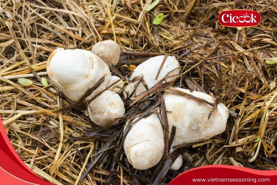 Natural environment and biological characteristics