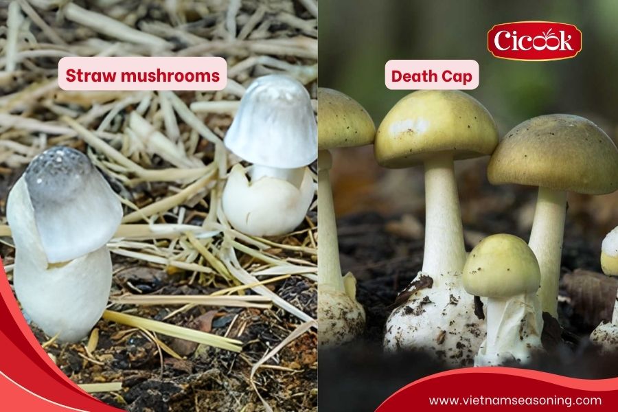 poisonous mushroom confusion