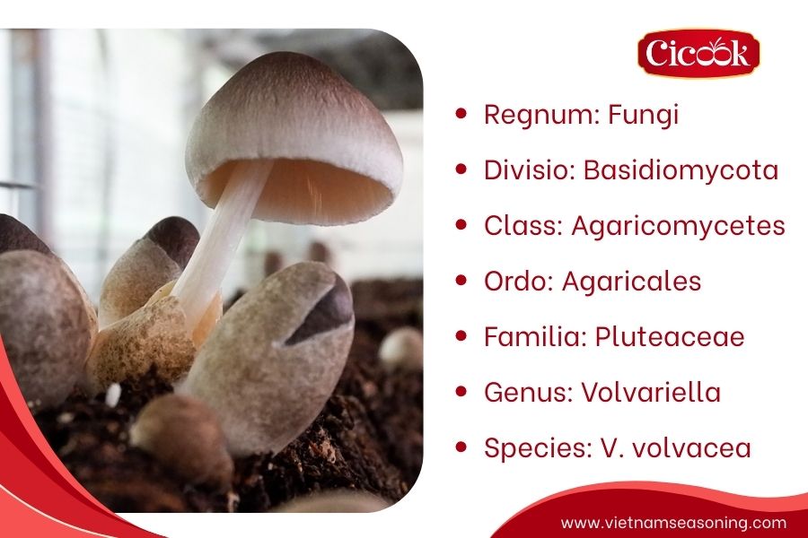Scientific classification of Volvariella Volvacea