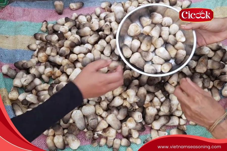 select fresh straw mushrooms proper processing techniques