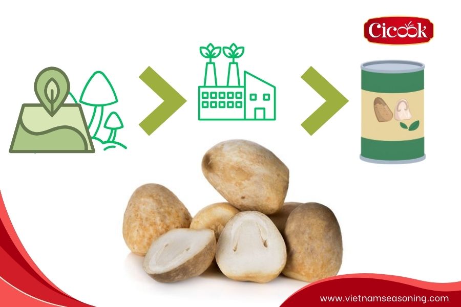 straw mushrooms from Cicook mushroom manufacturer