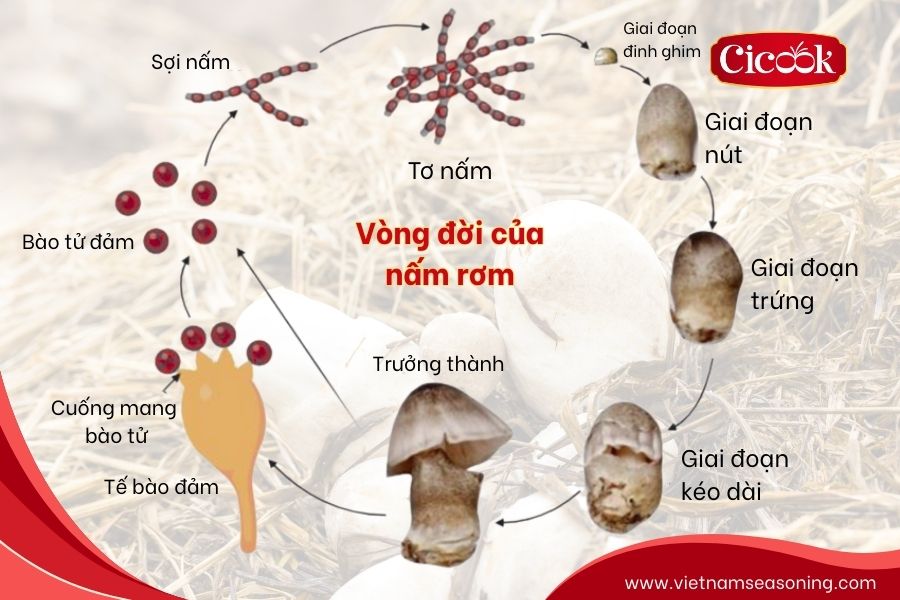 Vòng đời của nấm rơm
